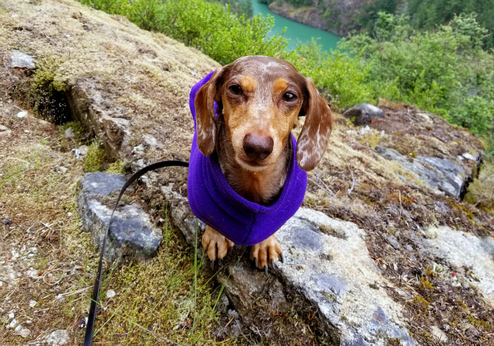 Dog Friendly Hike Near Seattle: Diablo Lake Trail