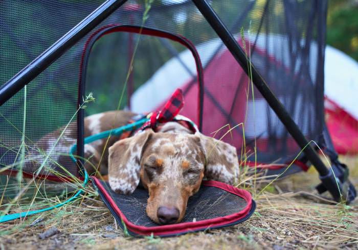 The 15 Must-Have Dog Camping Gear Items This Expert Brings on Every Trip