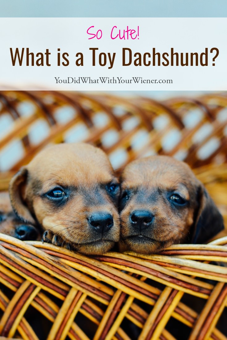 88+ Dapple Micro Mini Dachshund Puppies For Sale