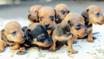 Toy Dachshund are cute but should you pay more for one?