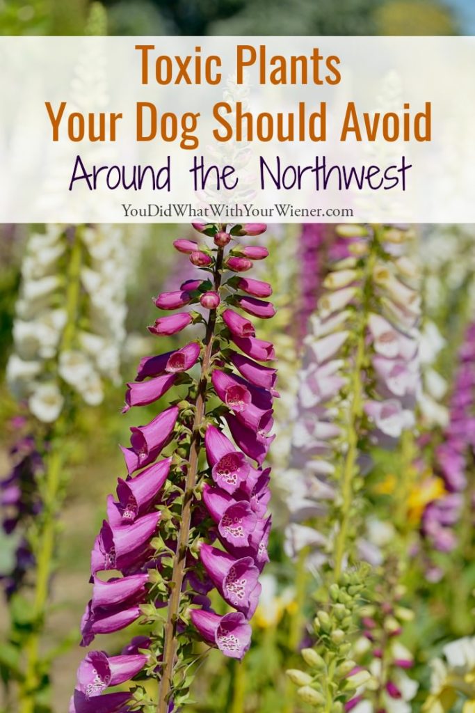 Make sure your dog avoids these plants on your next hike