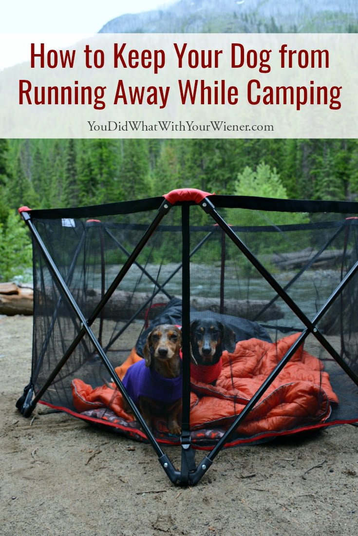 Make sure your dog doesn't get lost or into trouble at the campground