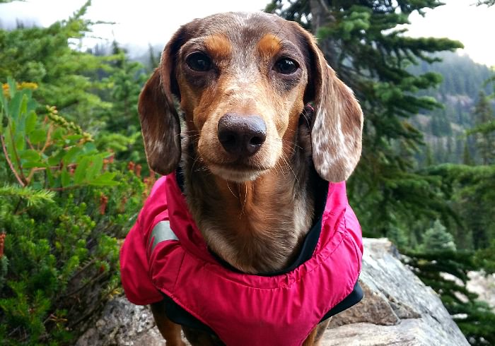 9 Expert Tips for Hiking with a Small Dog