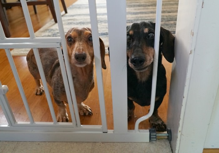 5 Important Reasons to Gate Your Small Dog Out of the Kitchen