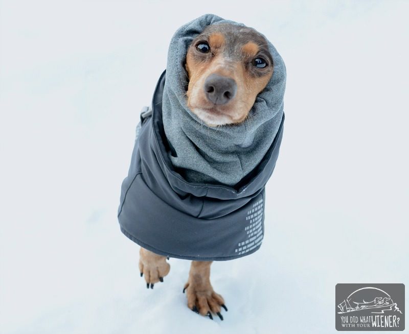 Dacshund wearing a Hurtta winter jacket with snood