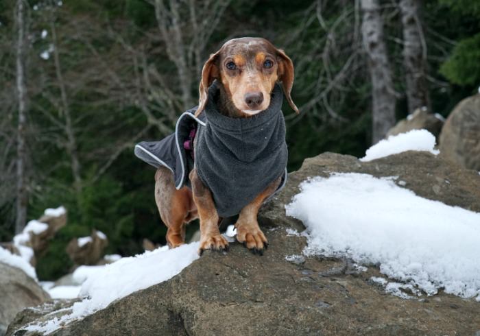 Winter Hiking With Dogs: 10 Important Safety Tips