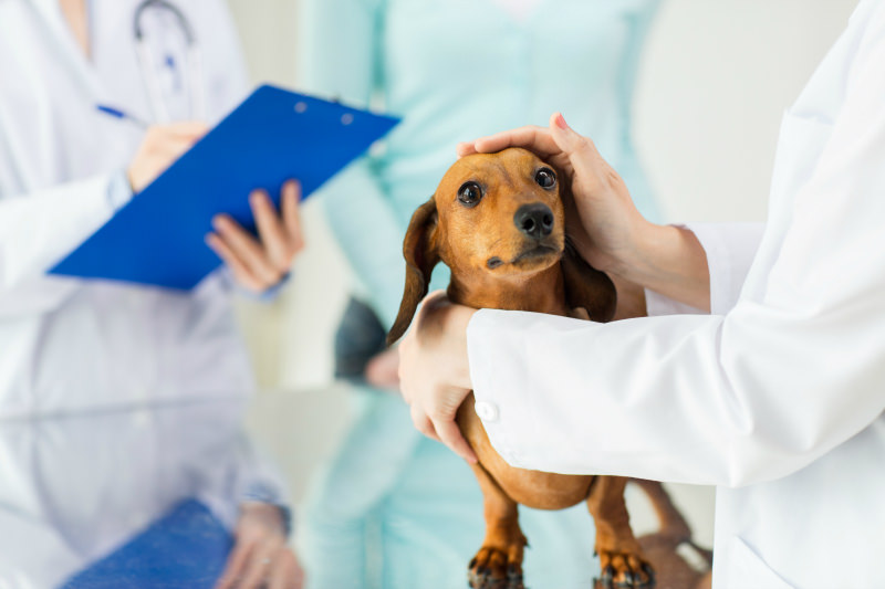 Take your dog to the vet right away if they suddenly can't walk