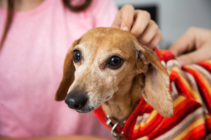 If your Dachshund is suddenly paralyzed, call your vet!