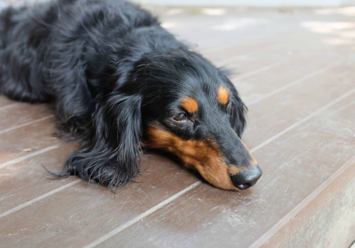 IMPORTANT things to do if your Dachshund suddenly can't walk