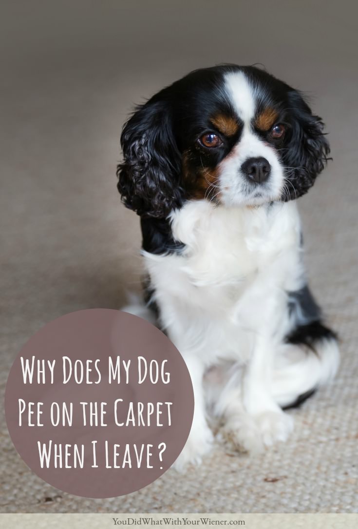 This is the most common reason your dog peed on the floor as soon as you leave