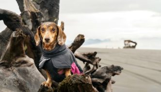 Visit Astoria with your dog and stay in a yurt!
