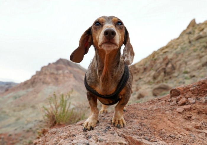 Top 10 Adventurous Dachshund Pics That Will Inspire You