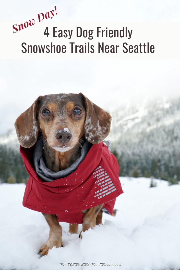 Go snowshoeing with your dog near Seattle