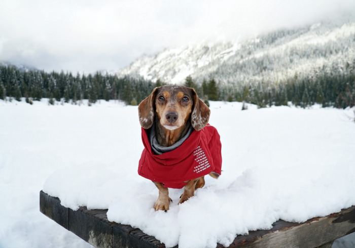 4 Easy Dog Friendly Snowshoe Trails Near Seattle