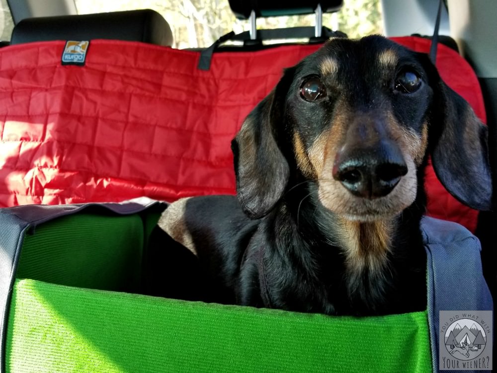 A small dog should ride in a car seat for safety