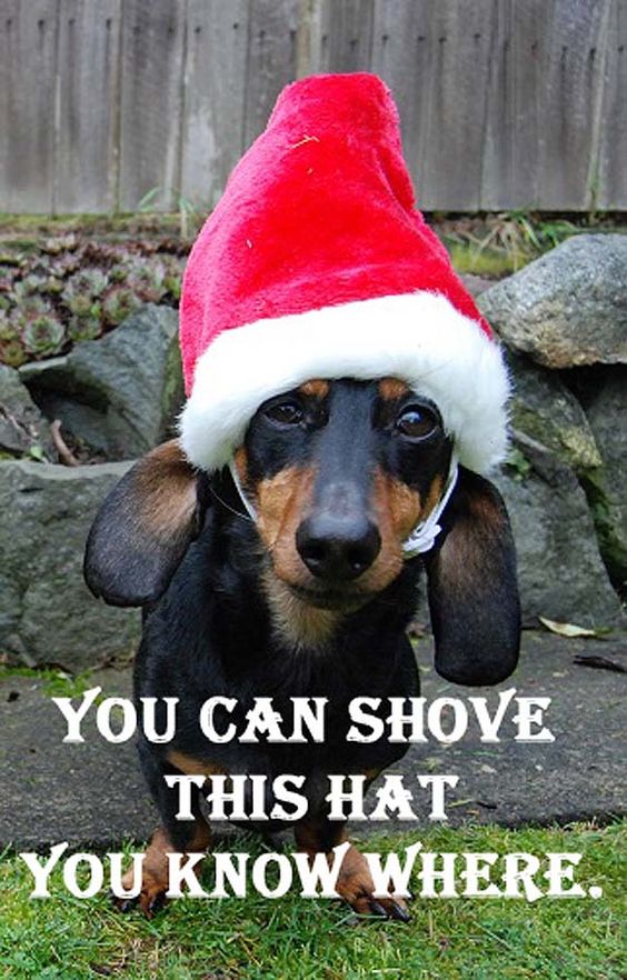 Dachshund in a Santa hat is not impressed
