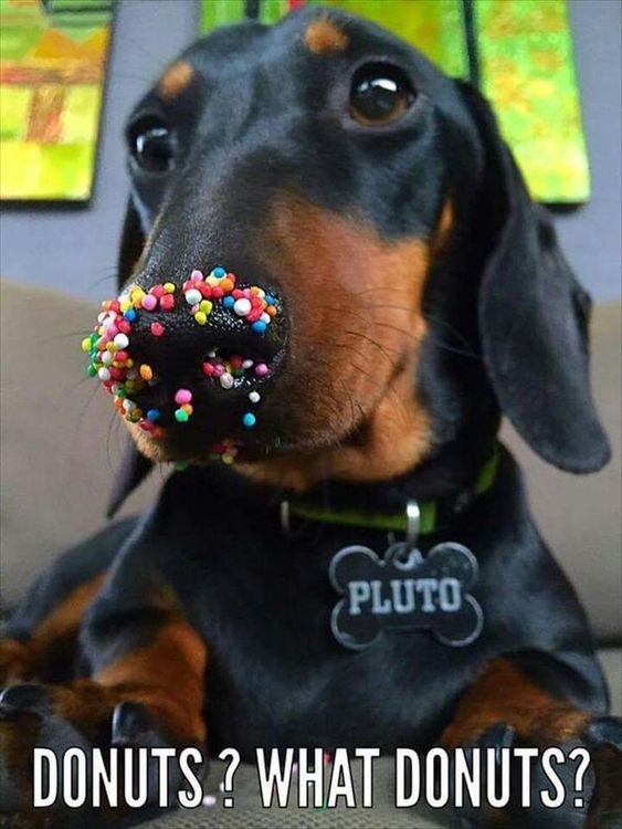 Dachshund got into the donuts and has sprinkles on it's nose