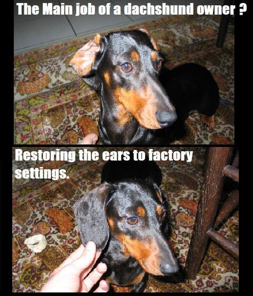 Needing to a Dachshund's ear back to the factory position is common