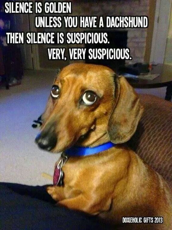 A quiet Dachshund might be getting into mischief