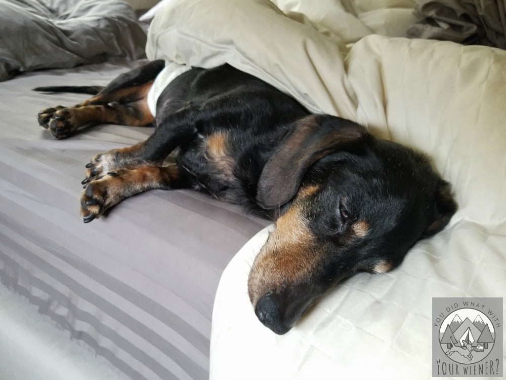 Old Man Chester - My First Dachshund Love - Sleeping Peacefully in Bed
