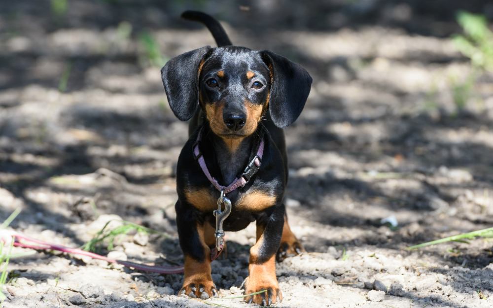 10 Things You Probably Don'T Know About Dachshunds –  Youdidwhatwithyourwiener.Com