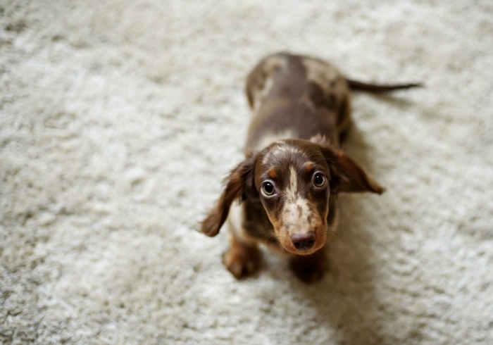 10 Things You Probably Don’t Know About Dachshunds