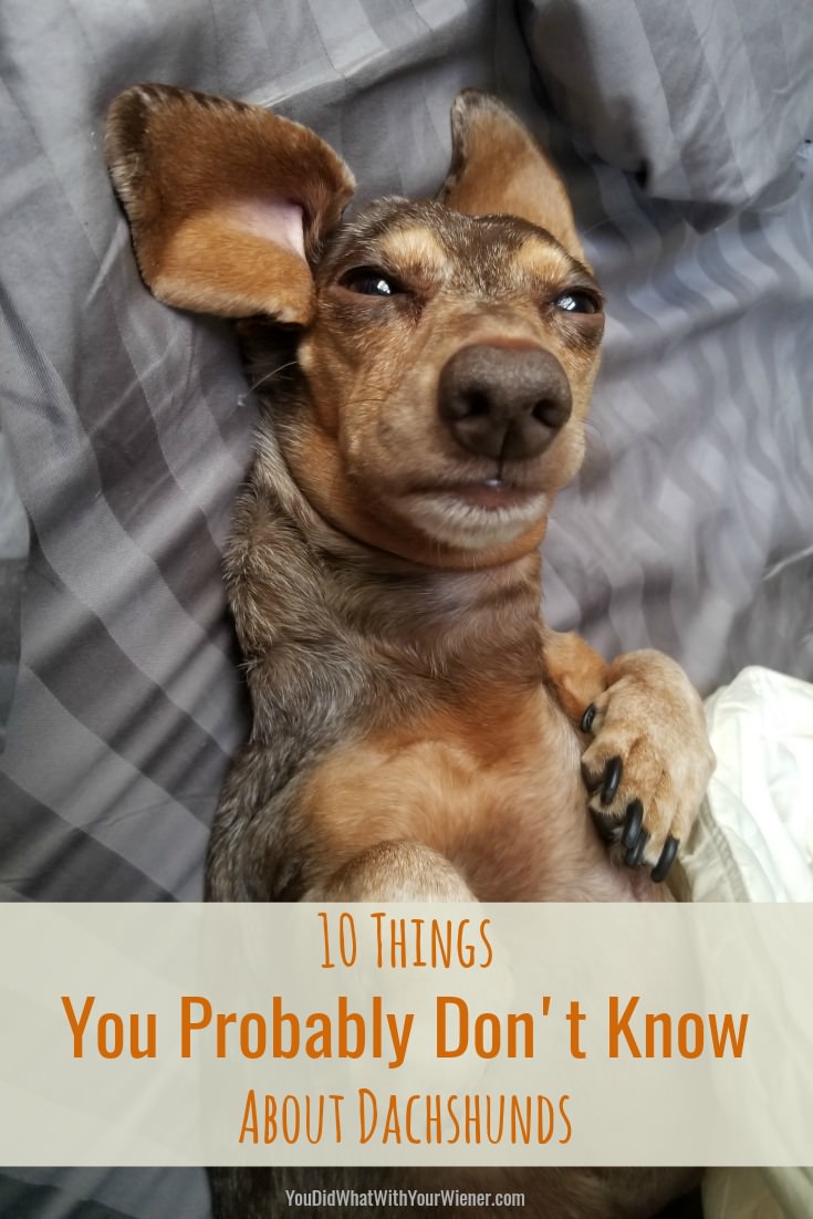 A few fun and surprising facts about Wiener Dogs #Dachshunds