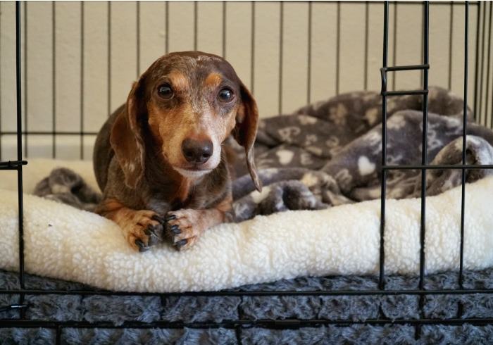How to Choose a Small Dog Crate for Your Dachshund