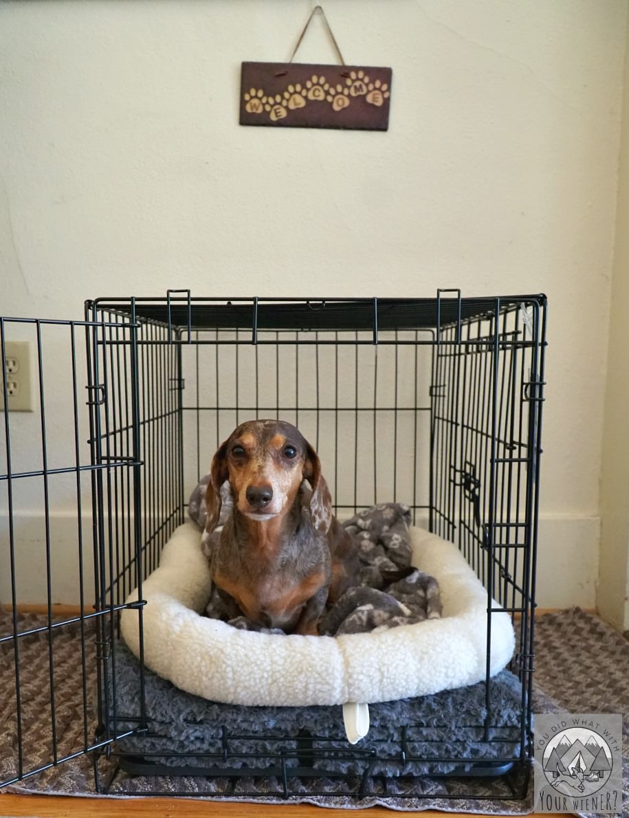 Dachshund in a small sized wire dog crate
