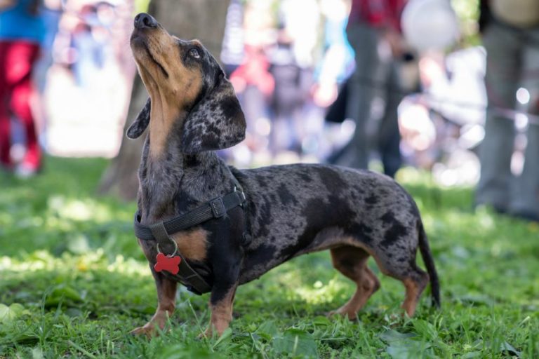 How Much Exercise Does a Miniature Dachshund Need?