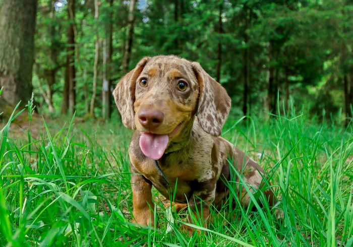 How Much Exercise Does Your Dachshund Need?