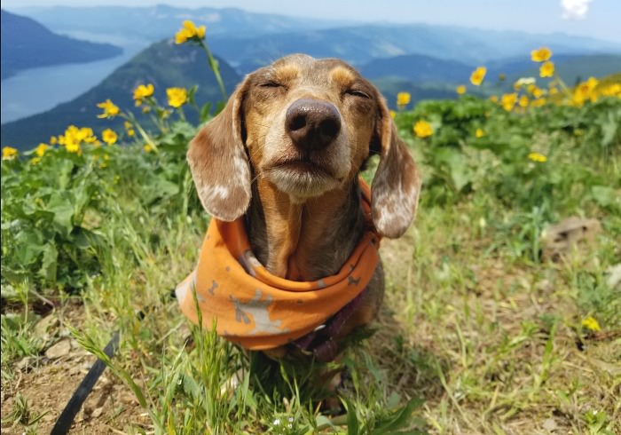 Dog Friendly Trail: Dog Mountain Hike Washington