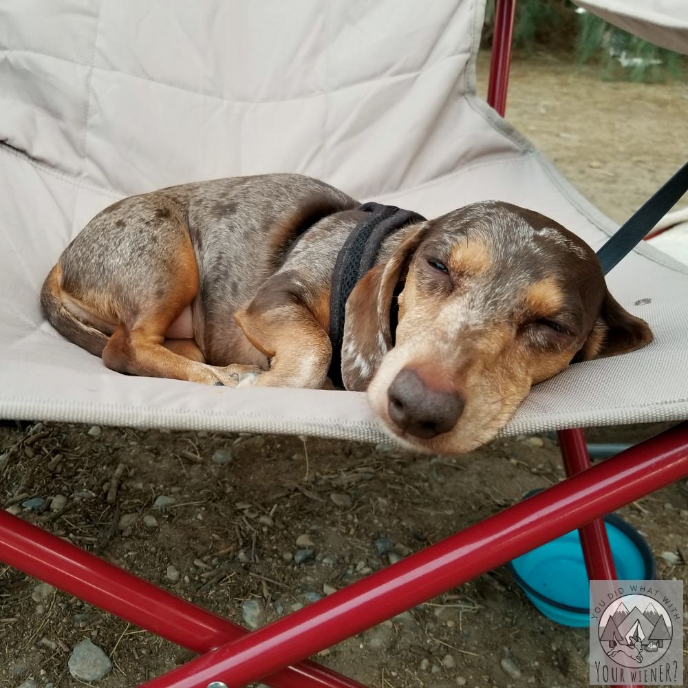 Dachshund sleeping on a camp chair