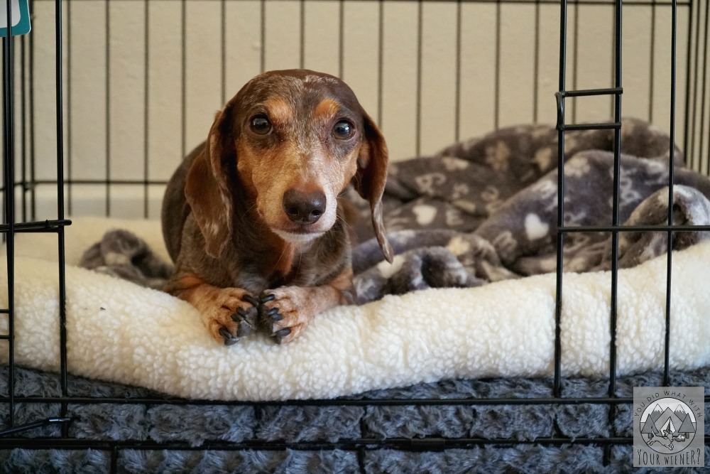 How to Choose a Small Dog Crate for Your Dachshund