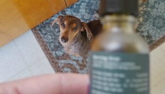 Ho wMuch CBD Oil Does Your Dog Need?