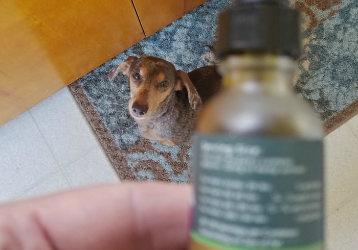 How Much CBD Oil Should I Give My Dog?