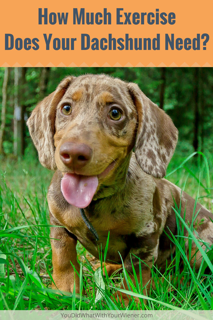 Are you sure your Dachshund is getting enough exercise? They might need more than you think.