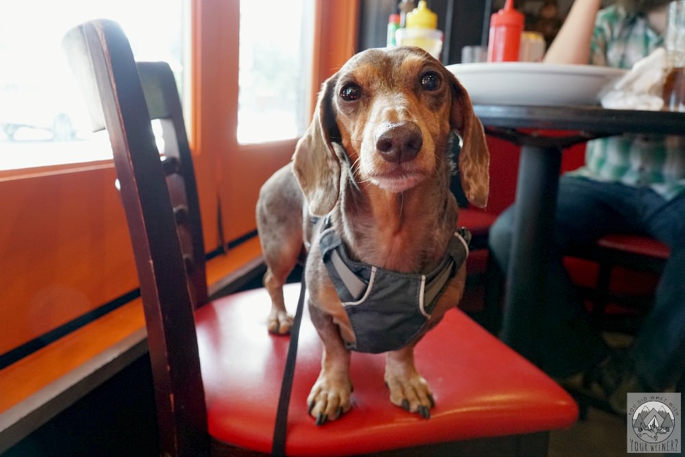 Dachshund Hanging Out in a Dog Friendly Restaurant