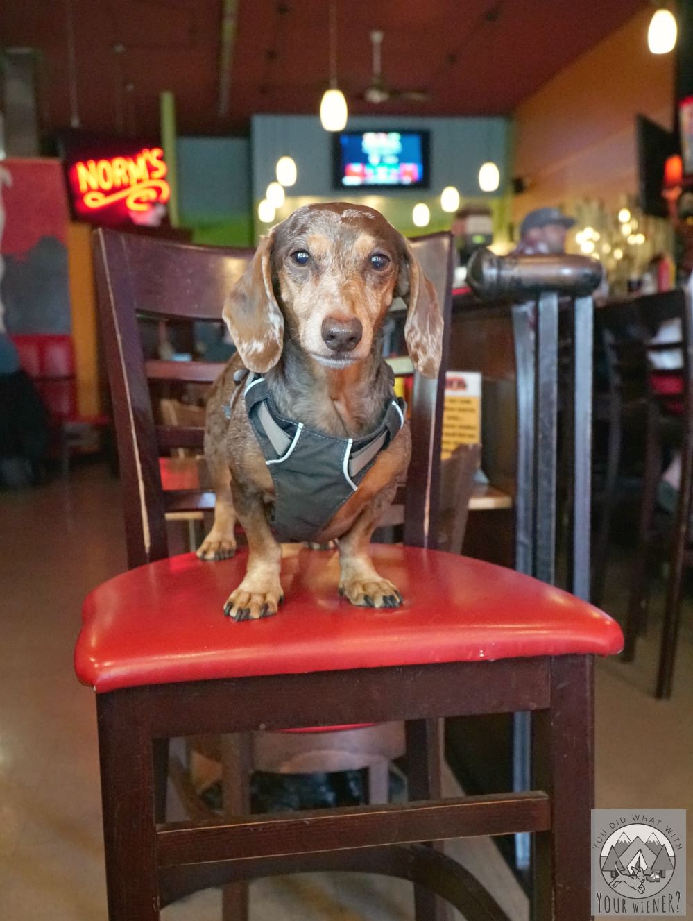 You Must Follow These Rules if You Bring Your Dog to a Dog Friendly Restaurant