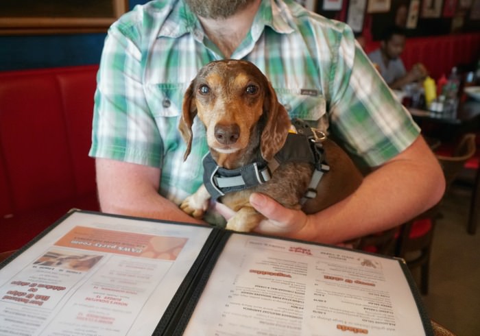 5 Mistakes That Can Get You Kicked Out of a Dog Friendly Restaurant