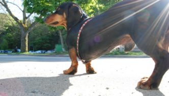 11 Funny Things About Dachshunds Only Owners Will Understand