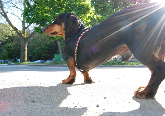 METAL MAGNET Why Cowboy Adopt Dachshund To Get A Long Little Doggie Dog Humor 