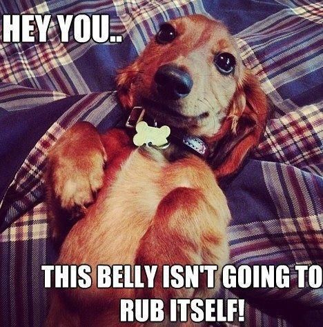 Dachshund's always ask for belly rubs