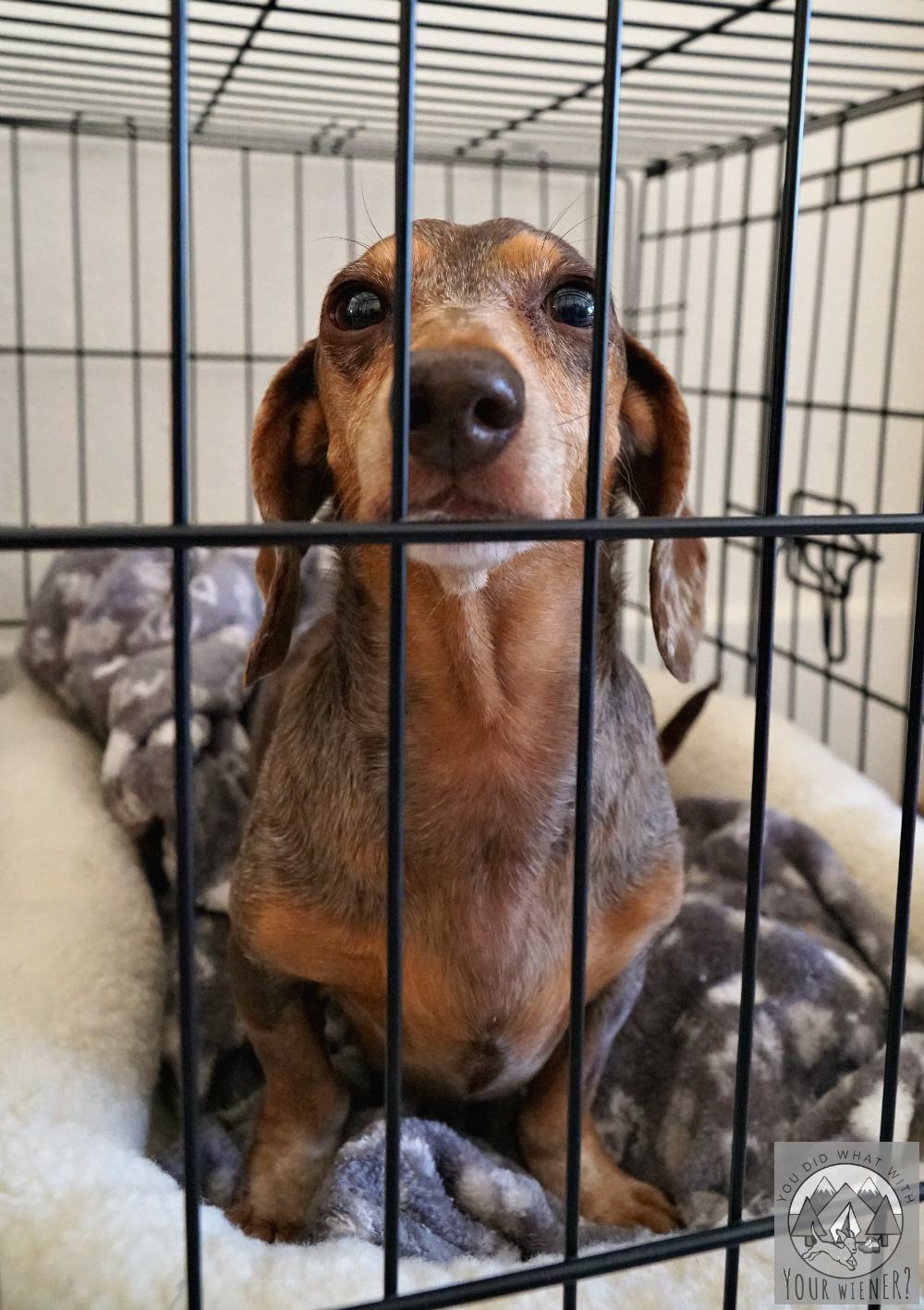 Gretel the Dachshund not so happy in her dog crate