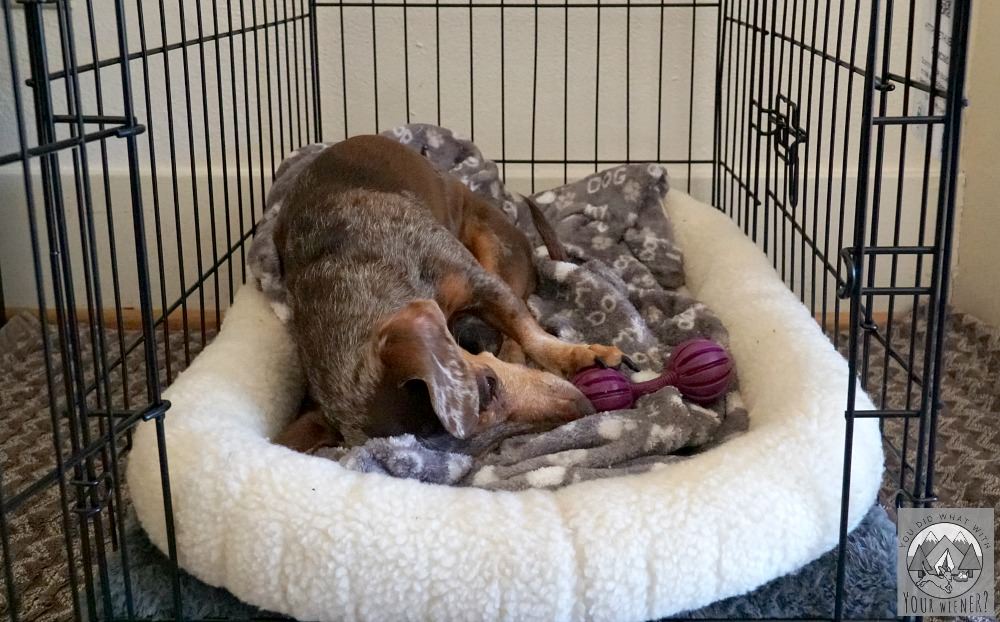 Dachshund enjoying a stuffed treat toy in her wire dog crate