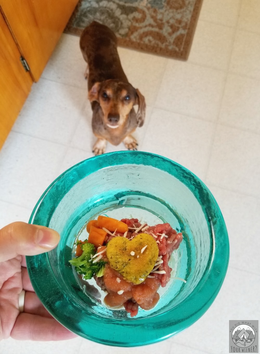 Dog Getting a small CBD Cookie from HempMy Pet in her dinner bowl