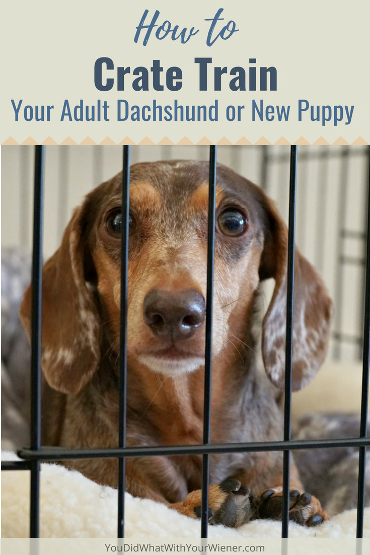 These dog crate training tips will help your Dachshund or new puppy learn to love their crate