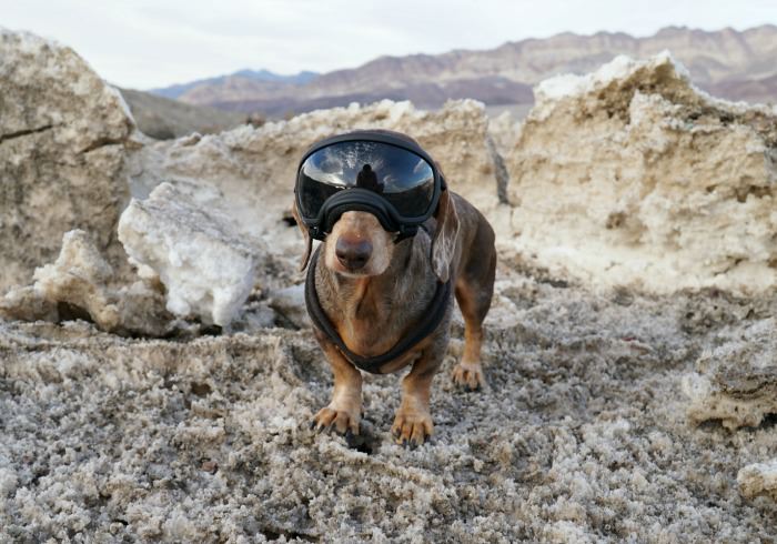 3 Crucial Things to Know When Visiting a National Park with Your Dog
