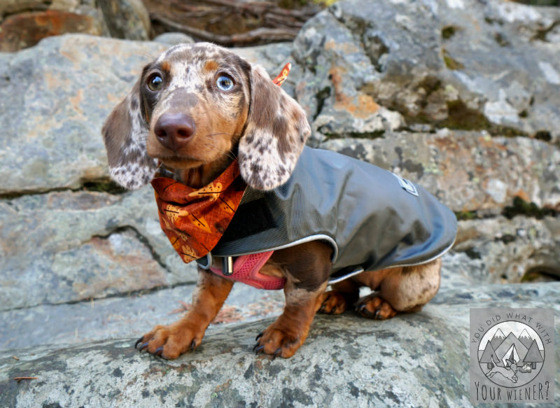 Best Coats For Dachshunds 58 Off, Dachshund Winter Coat Waterproof