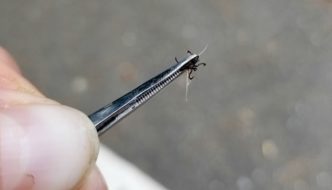 Tick I pulled from my dog in Washington State